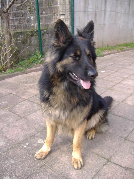 taz